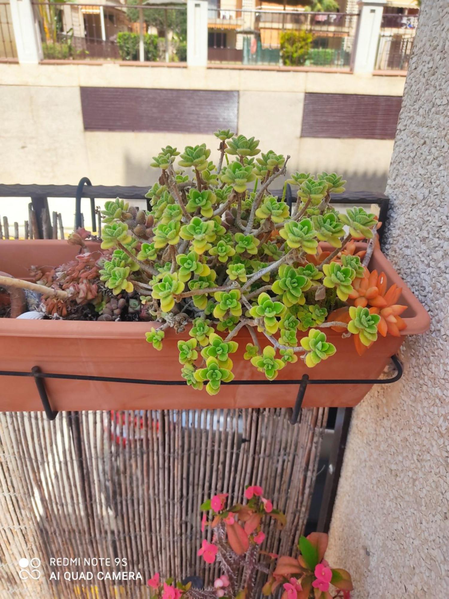 Apartamento Turístico FlorHouse San Luis de Sabinillas Exterior foto